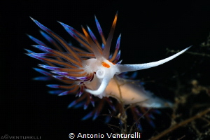 Cratena peregrina nudibranch_May 2025
(CanonRF100,1/200,... by Antonio Venturelli 